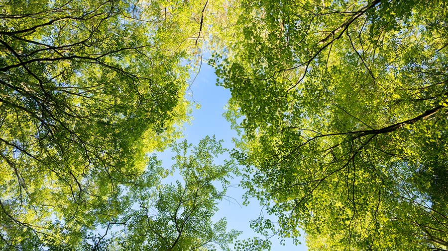 Trees and sky in Atlanta.